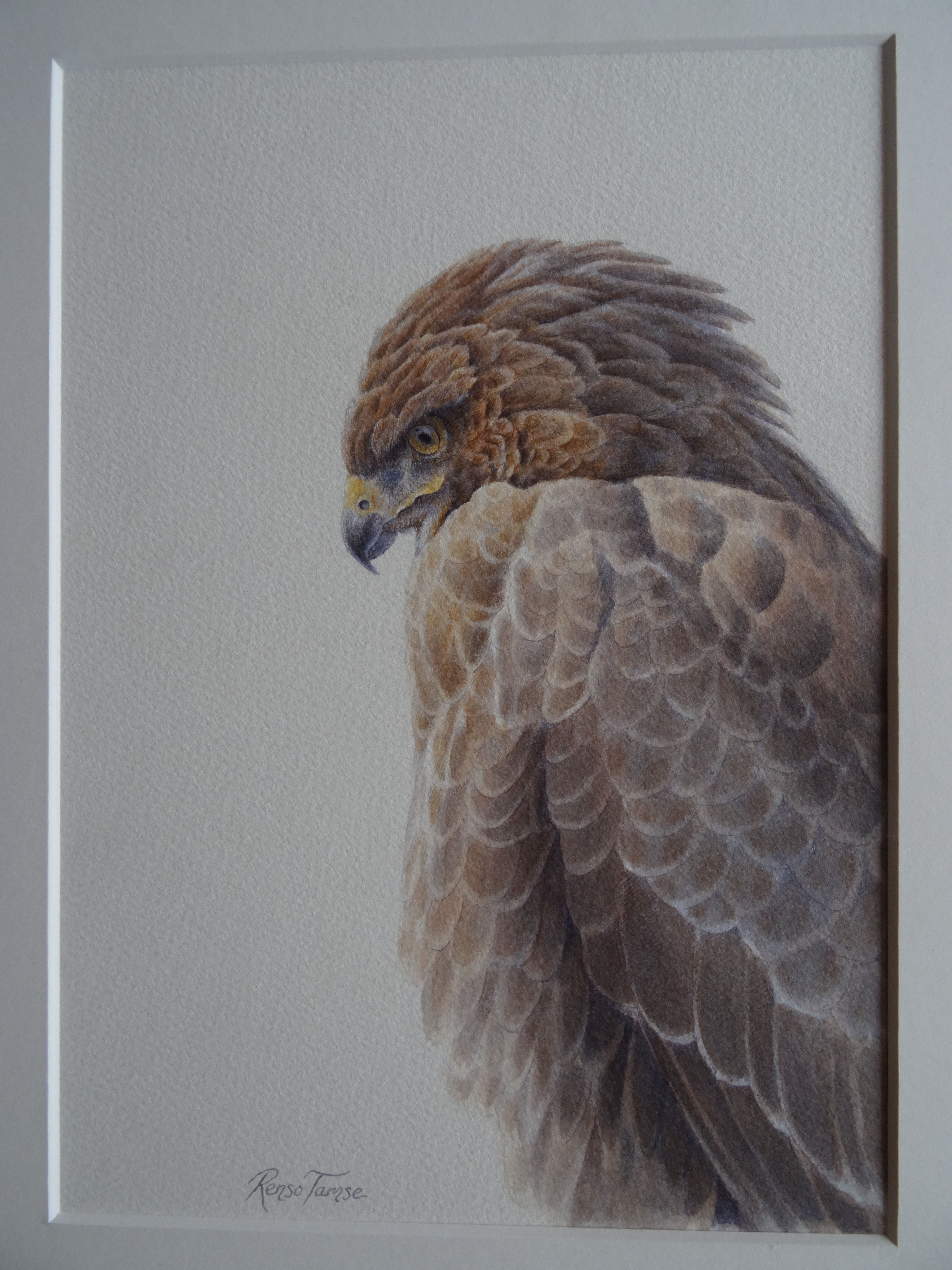 Buizerd