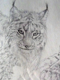 Lynx