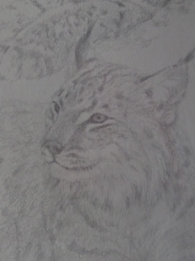 Lynx