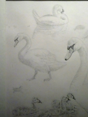 Zwaan met kuikens